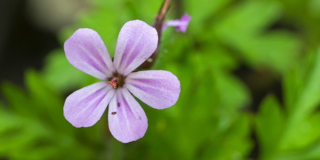Stinkender Storchschnabel - Geranium robertianum,