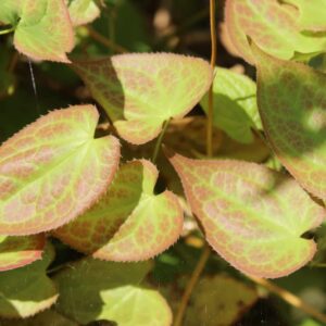 Elfenblume (Epimedium) — dichter Blattschopf im Garten von oben gesehen
