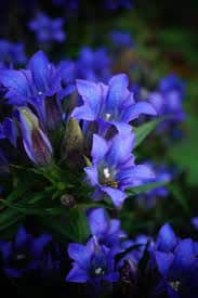 rauer Enzian - gentiana scabra