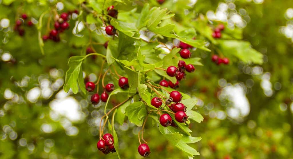 Vielblütige Ölweide - Elaeagnus multiflora