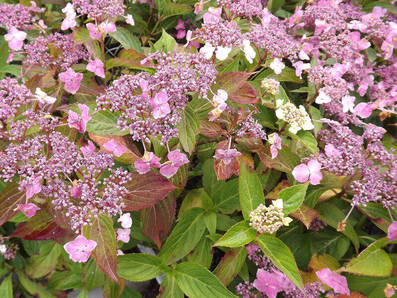 Großblättrige Hortensie (Hydrangea macrophylla)