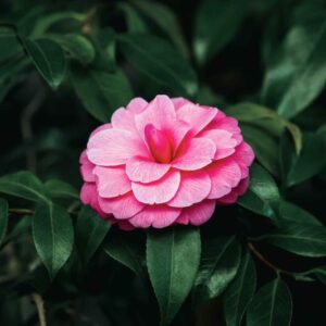 Rosa Blüte der Japanischen Kamelie (Camellia japonica) vor dunkelgrünem, glänzendem Laub