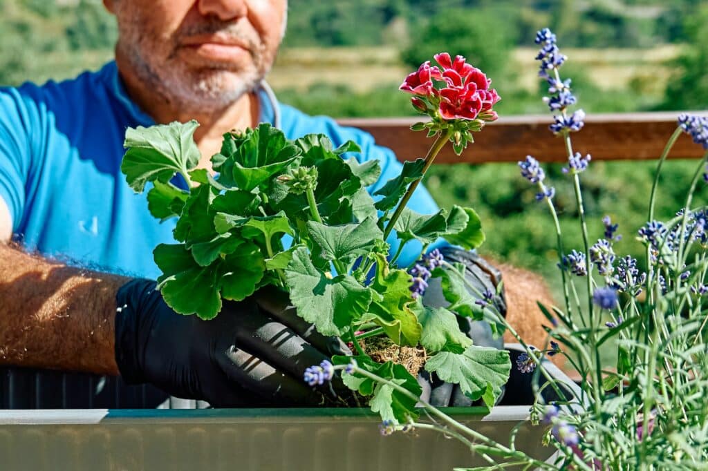 Vermehrung von Pelargonien