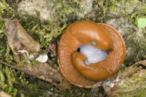 Spanische Wegschnecke - Kopulation