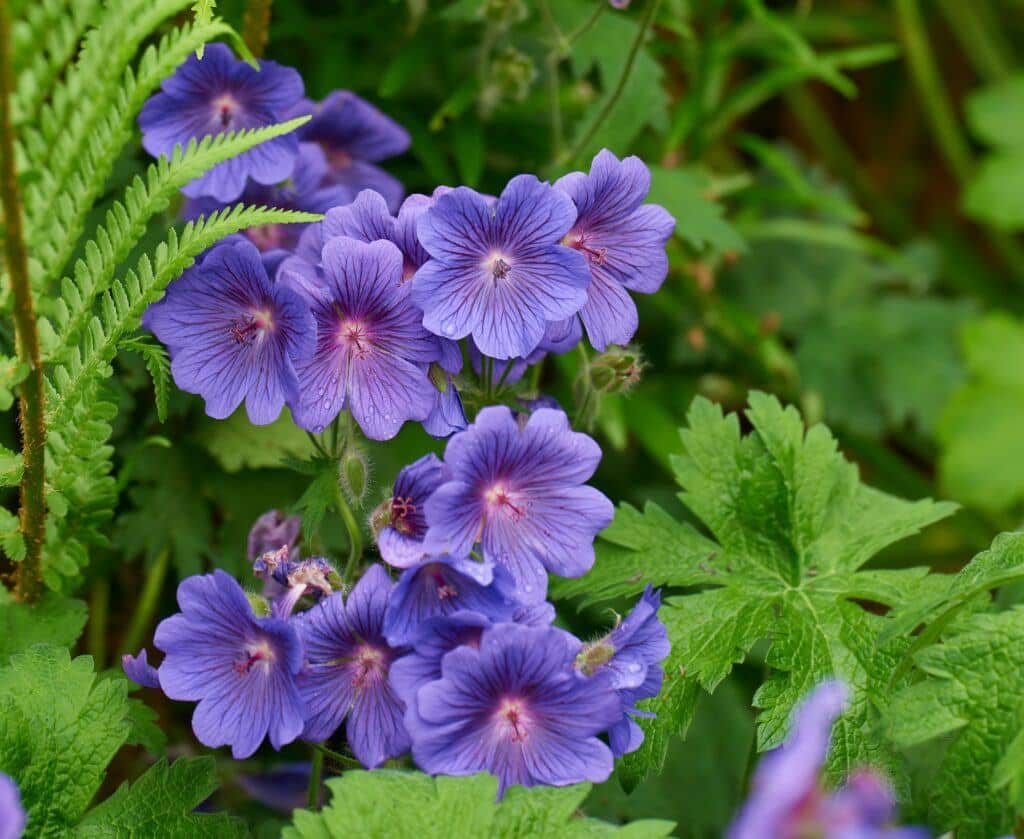 Wiesen-Storchschnabel - auch Geranium pratense - Johnsons Blue