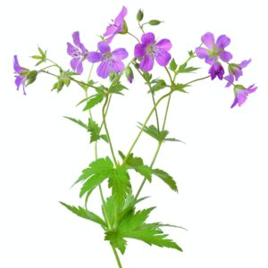 Wiesen-Storchschnabel (Geranium pratense) mit violetten Blüten und handförmig geteilten Blättern