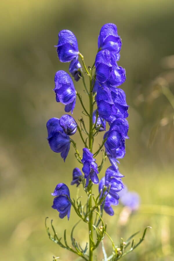 Blauer Eisenhut Šalamounek - Aconitum napellus