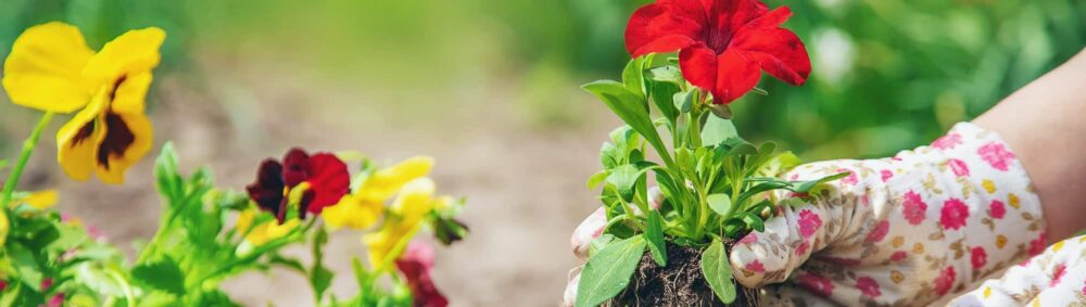Behandschuhte Hände halten beim Umpflanzen einen Ballen junger Petunien mit roter Blüte.