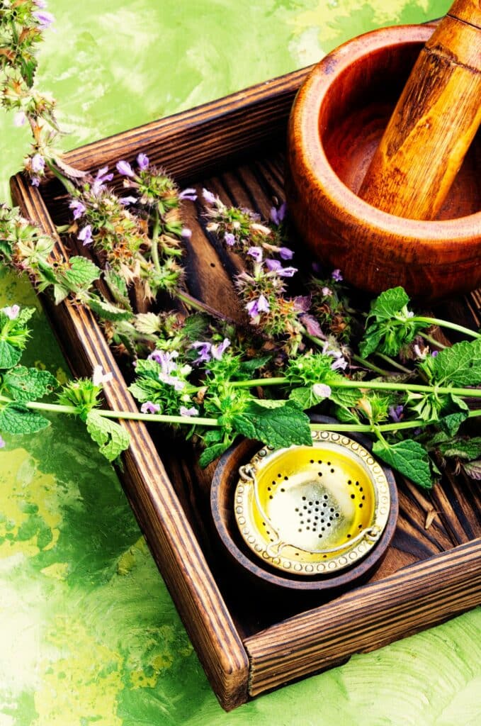 Katzenminze Nepeta