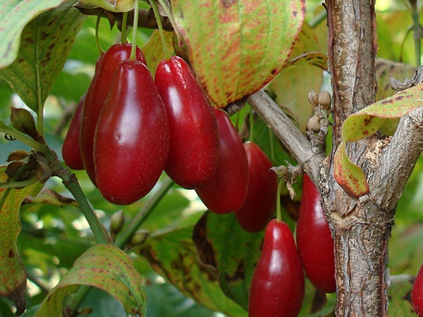 Kornelkirsche (Cornus mas)​ - Früchte