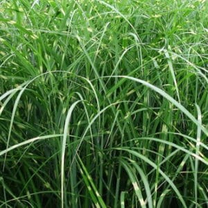 Chinaschilf (Miscanthus sinensis) mit grünen, überhängenden Blättern