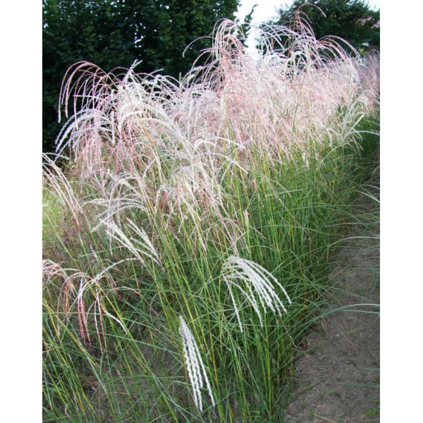 Chinaschilf - miscanthus sinensis