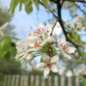 Blühender Birnbaum im Frühjahr