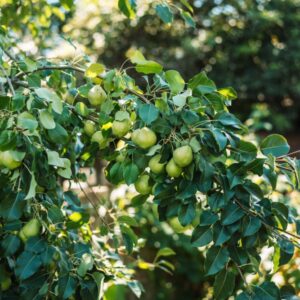 Birnenrost - Schädling der Birnbäume