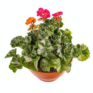 Bakterieller Wurzelkrebs befällt auch Pelargonien