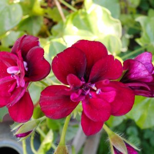 Pelargonien - Pelargonium