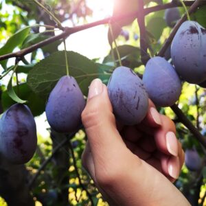 Die rote Fleckenkrankheit befällt hauptsächlich die Blätter des Pflaumenbaums