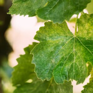 Weinrebenmehl schädigt Reben