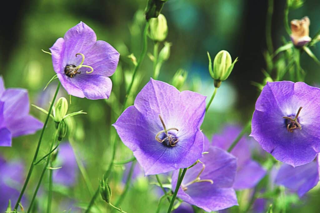 Pfirsichblättrige Glockenblume - Campanula persicifolia