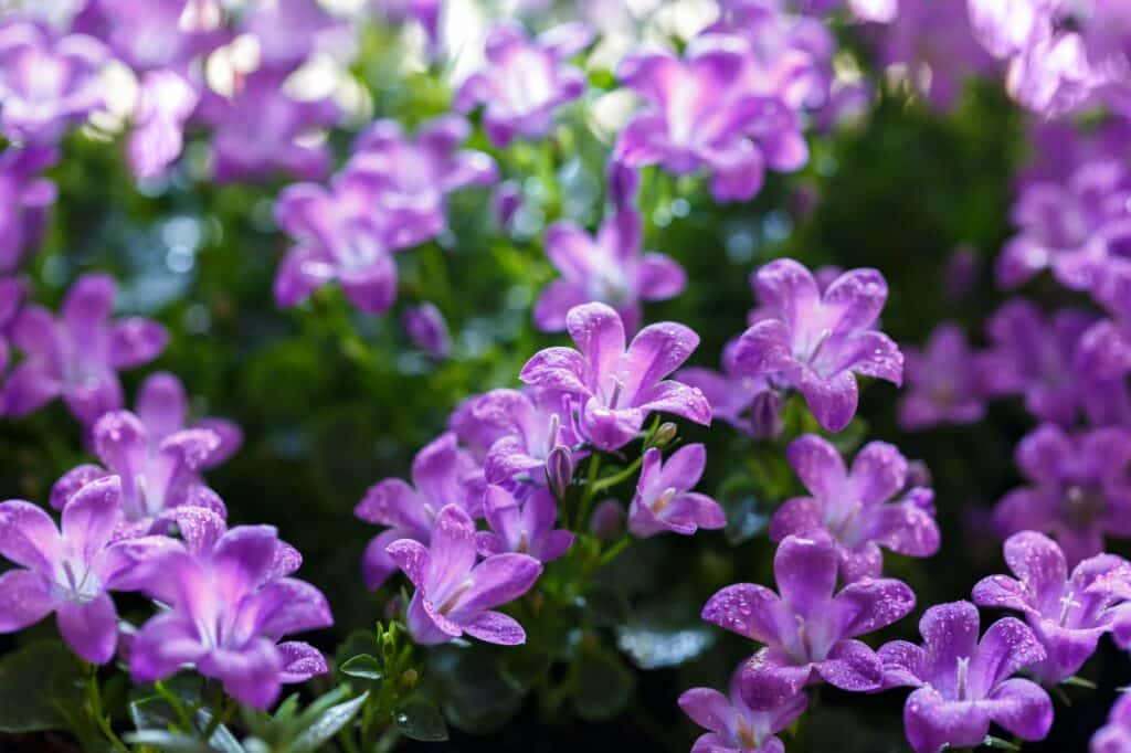 Dalmatische Glockenblume - Campanula portenschlagiana