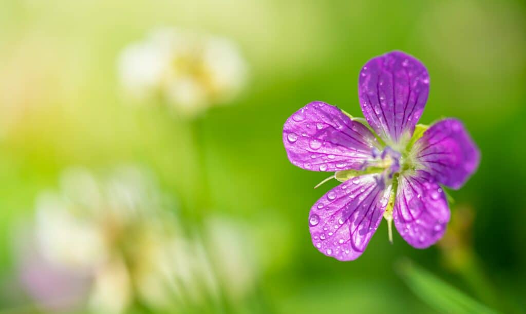 Sumpf-Storchschnabel - Geranium palustre