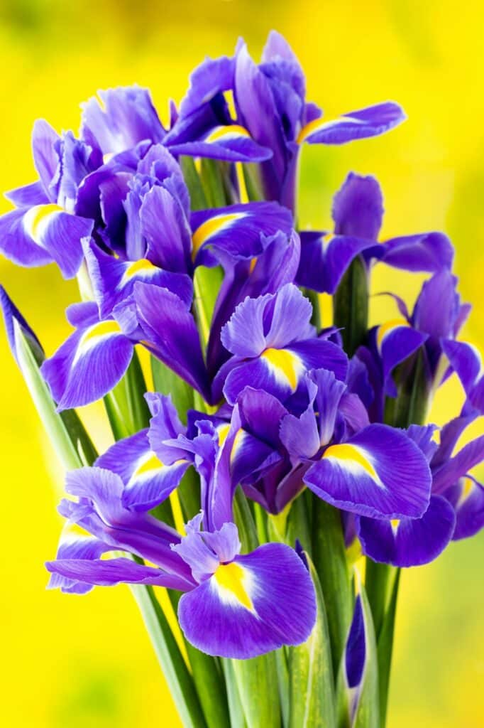 Lila Irisblüte auf gelbem Hintergrund.