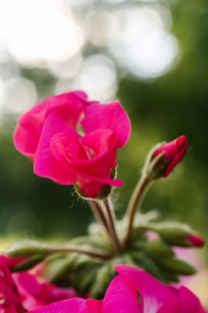 Aufrechte Pelargonie - Pelargonium zonale