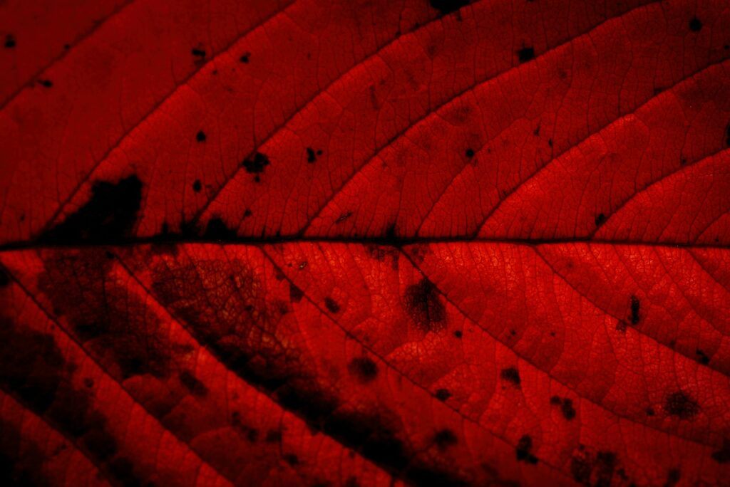Kirschblattfleckenkrankheit - Herbstfärbung des befallenen Blattes