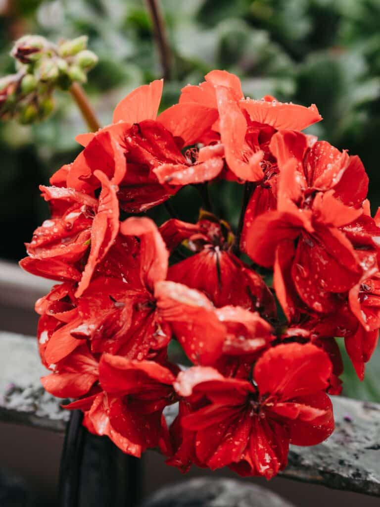 Rote Geranie