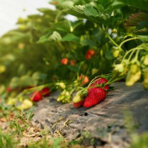 Reife Erdbeeren an der Pflanze im Gewächshaus