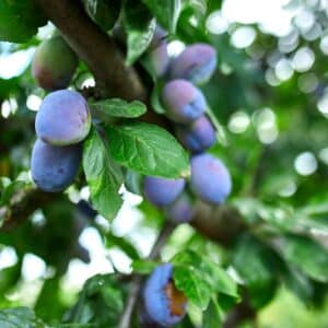Reife blaue Pflaumen am Zweig des Pflaumenbaums