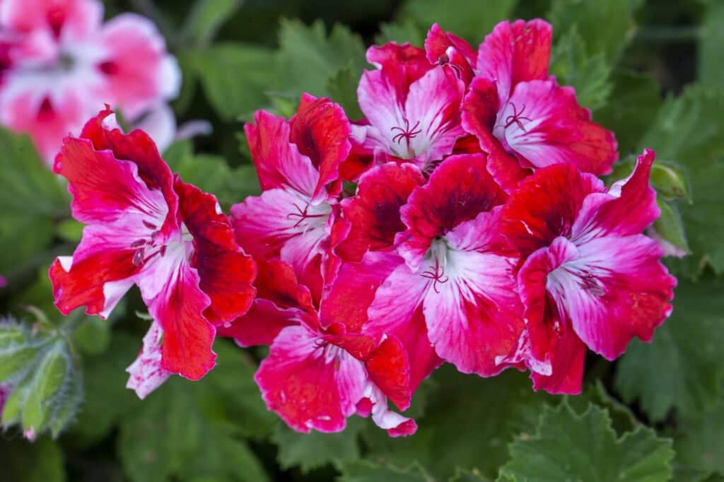 Englische Pelargonien - Pelargonium grandiflorum