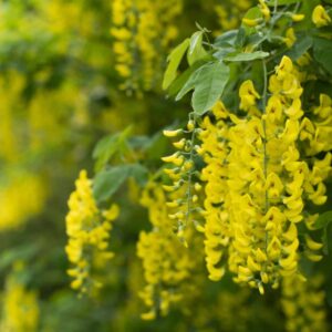 Hängende Trauben gelber Goldregenblüten zwischen grünen dreizähligen Blättern
