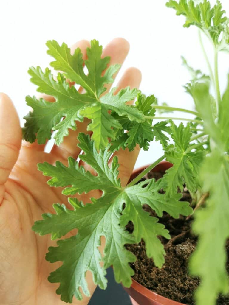 Duftgeranie - Pelargonium capitatum