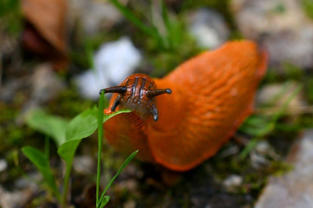 Schnecke