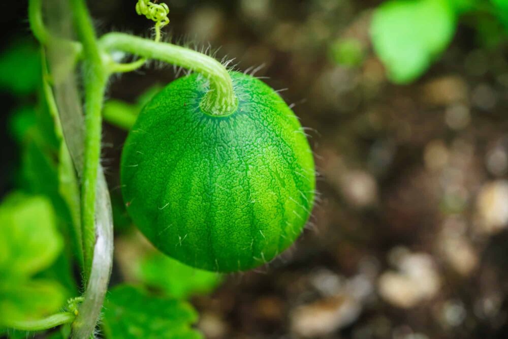 Junge grüne Wassermelone mit behaartem Stielansatz an der Ranke im Garten