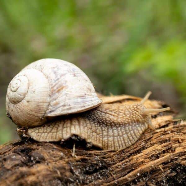 Gartenschnecke
