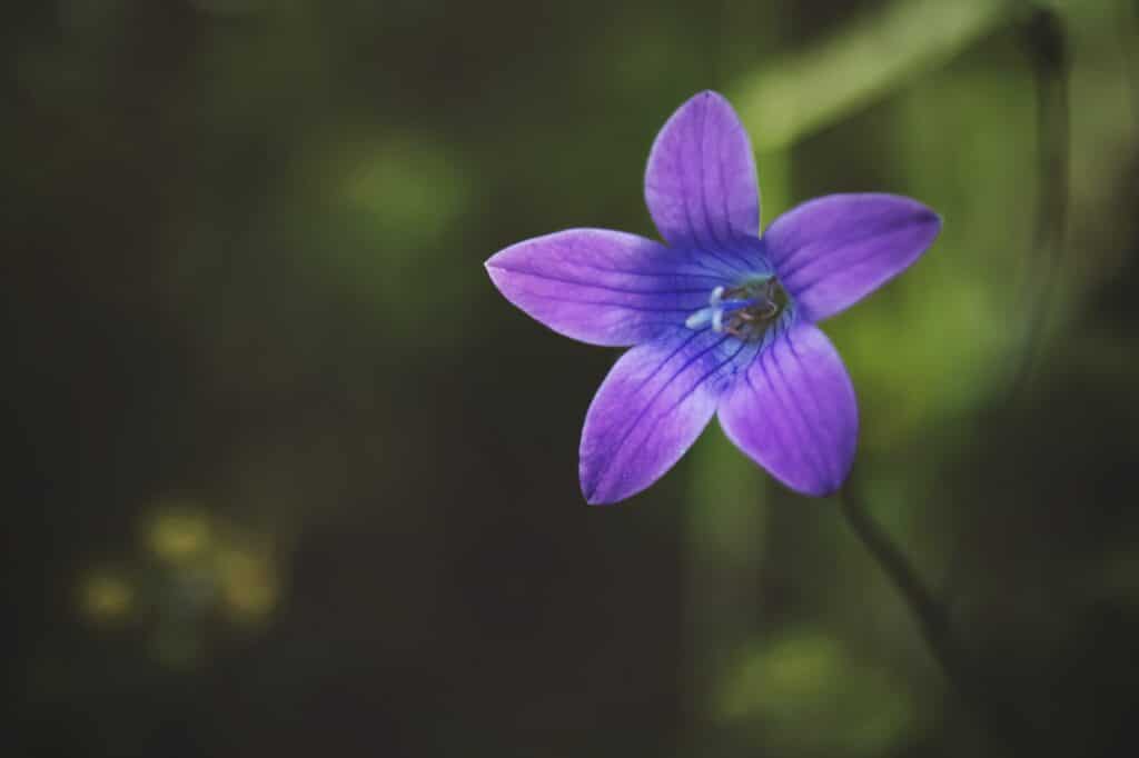 Glockenblume - Campanula