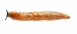 Spanische Wegschnecke