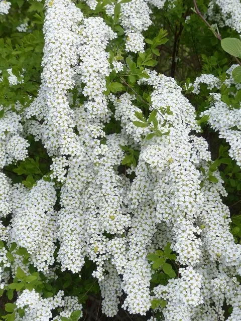Aschgrauer Spierstrauch (Spiraea × cinerea 'Grefsheim')​