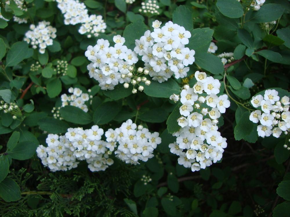 Pflaumenblättriger Spierstrauch (Spiraea prunifolia)