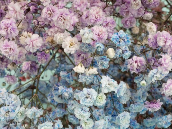 Dicht gefüllte Gipskraut-Blüten in Violett, Rosa und Blau in Nahaufnahme