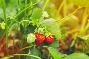 Zwei reife rote Erdbeeren und eine noch weiße Frucht an der Pflanze im warmen Morgenlicht