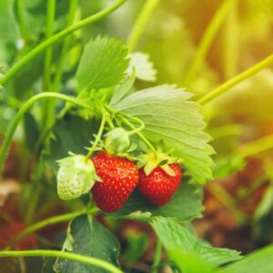 Grauschimmel befällt am häufigsten Erdbeerpflanzen