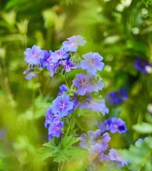Storchschnabel Rozanne - Geranium 'Rozanne