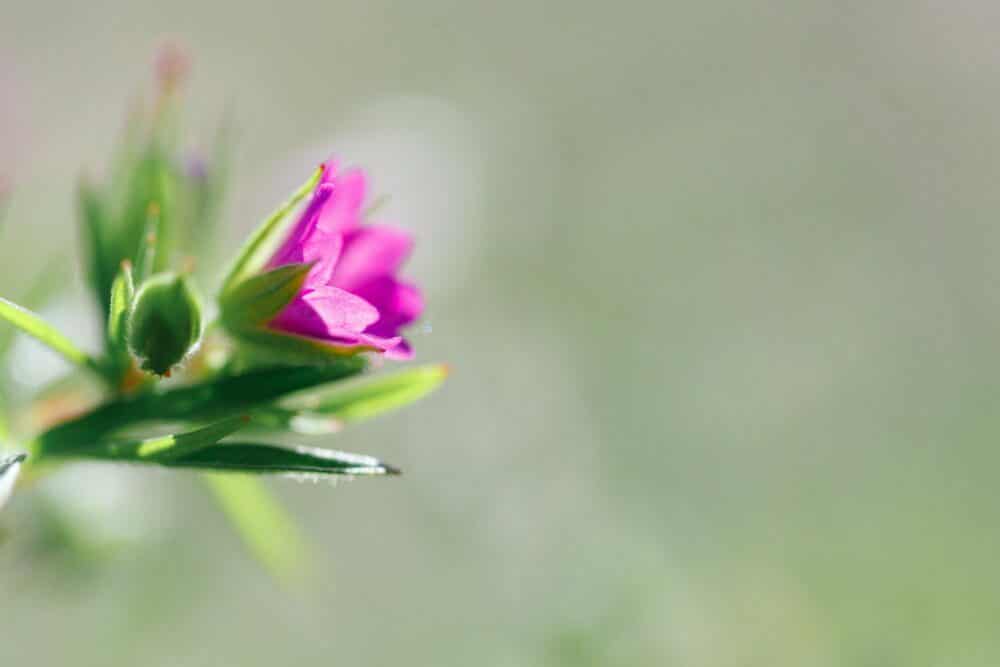 Weicher Storchschnabel - Geranium molle