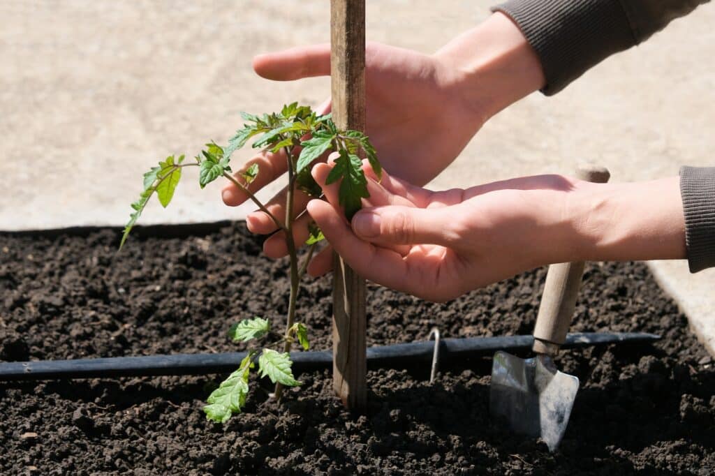 Tomatensetzlinge, die in Beeten mit automatischer Bewässerung im ökologischen Garten gezogen werden. Schlauch zur Bewässerung a