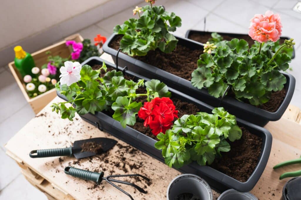 Geranien im Blumenkasten