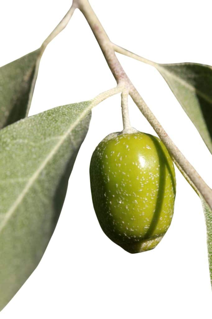 Schmalblättrige Ölweide Elaeagnus angustifolia