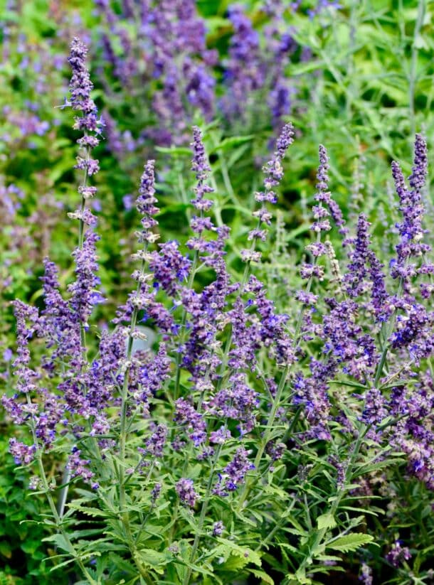 Aufrechte Horste der Silber-Perowskie (Perovskia atriplicifolia) in voller Blüte im Garten